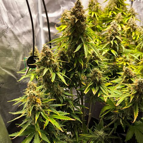 Magus Trio growlog timeline photo