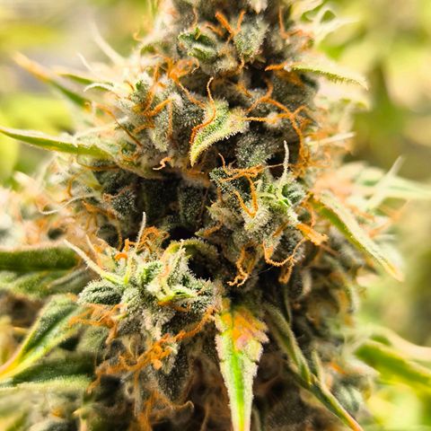 Magus Trio growlog timeline photo