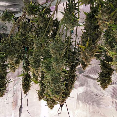 Magus Trio growlog timeline photo