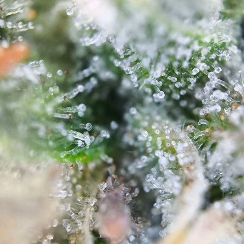 Magus Trio growlog timeline photo