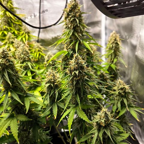 Magus Trio growlog timeline photo