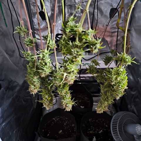 Magus Trio growlog timeline photo
