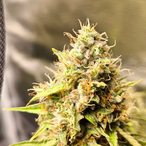 Magus Trio growlog timeline photo