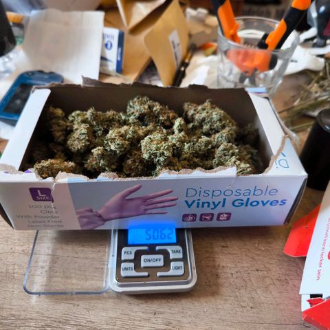 Magus Trio growlog photo: 114 gram 