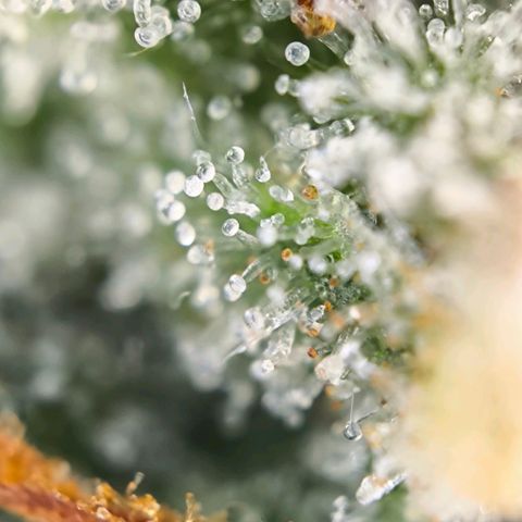 Magus Trio growlog timeline photo