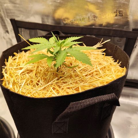 F R A #2 growlog timeline photo