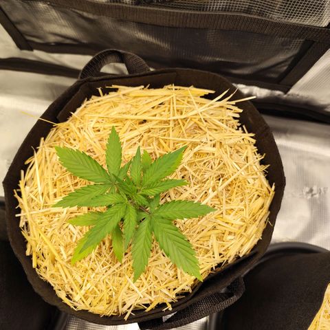 F R A #2 growlog timeline photo