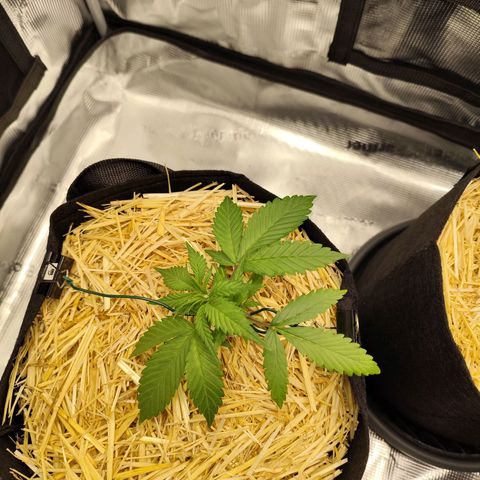 F R A #1 growlog timeline photo