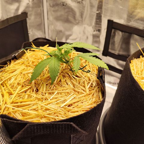 F R A #1 growlog timeline photo