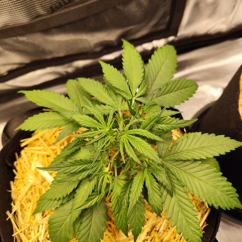 F R A #1 growlog timeline photo