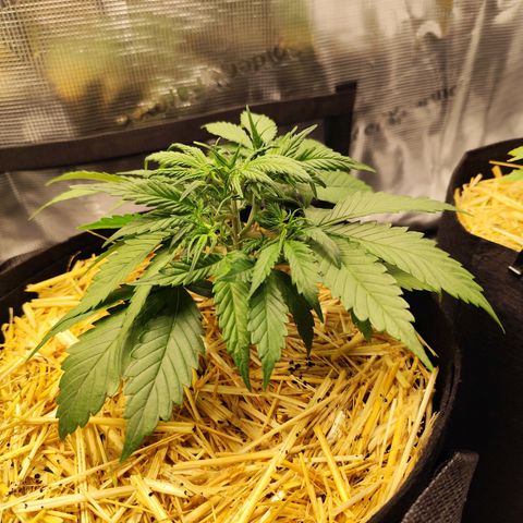F R A #1 growlog timeline photo