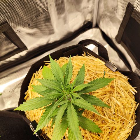 F R A #2 growlog timeline photo