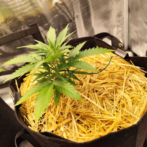 F R A #2 growlog timeline photo