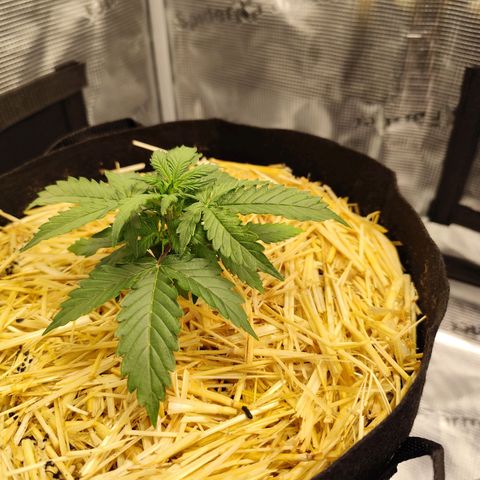 W Z A growlog timeline photo
