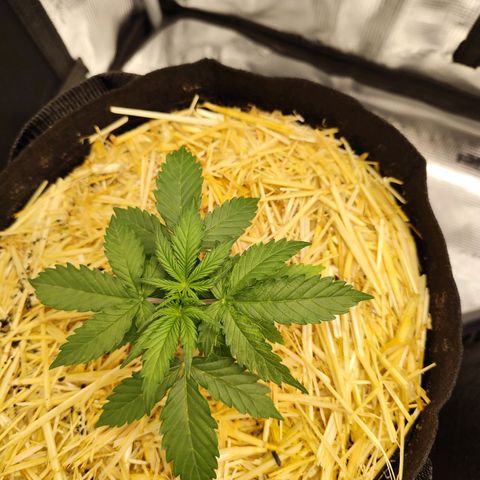 W Z A growlog timeline photo
