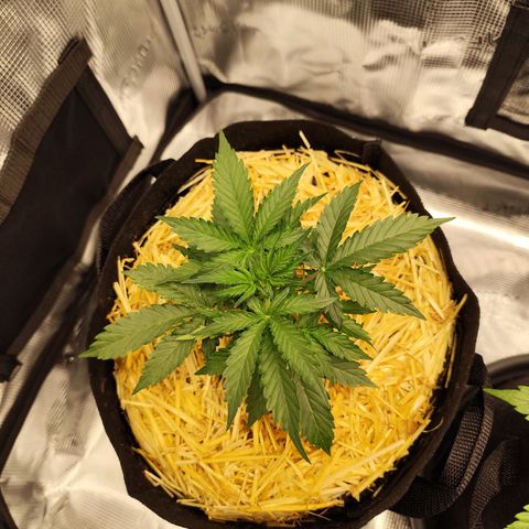 W Z A growlog timeline photo