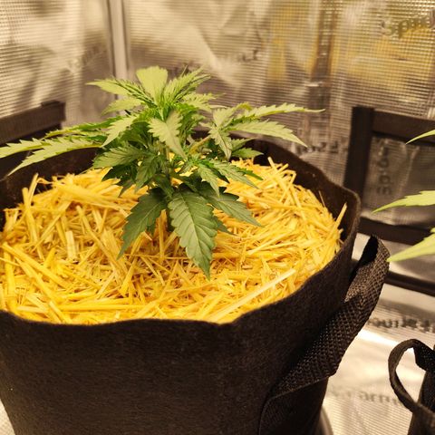 W Z A growlog timeline photo