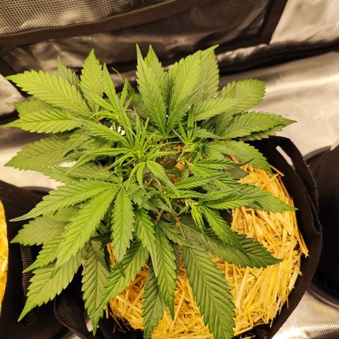 F R A #1 growlog timeline photo