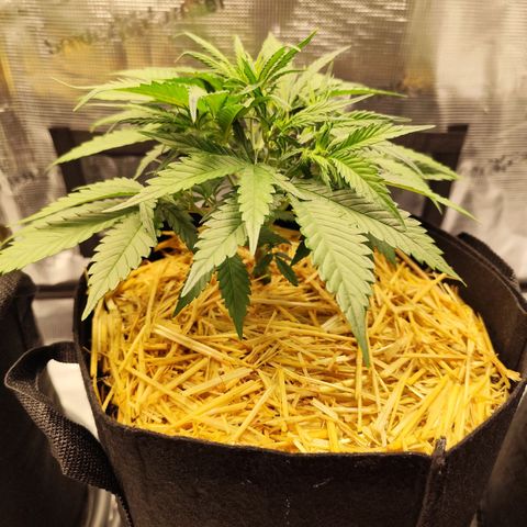 F R A #1 growlog timeline photo