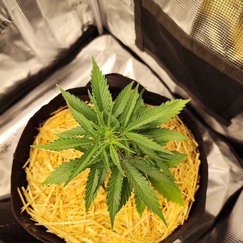 F R A #2 growlog timeline photo