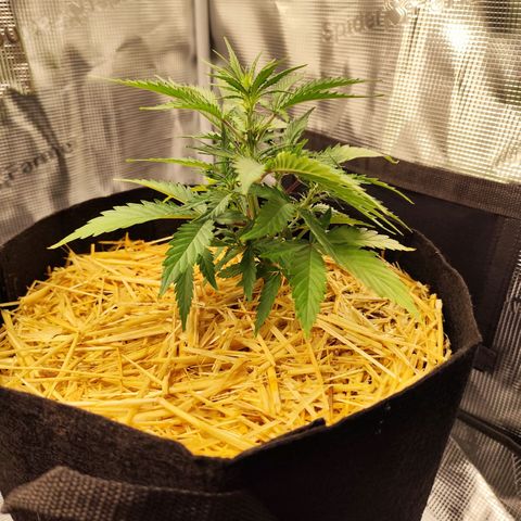 F R A #2 growlog timeline photo