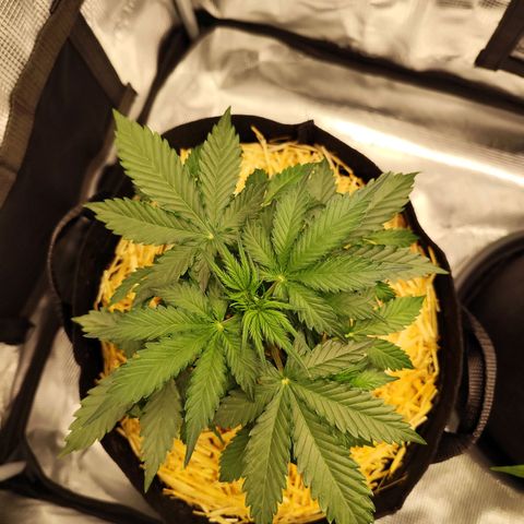 W Z A growlog timeline photo