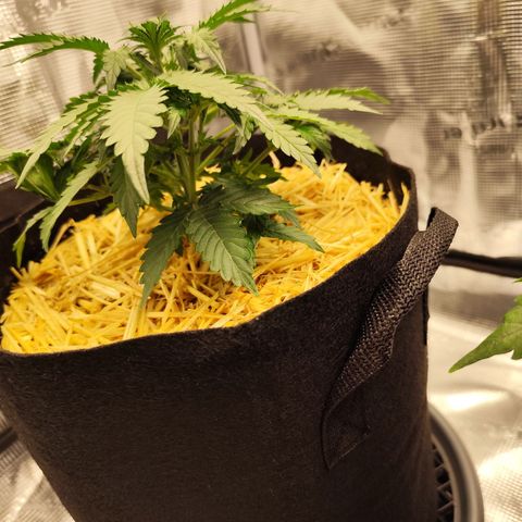 W Z A growlog timeline photo