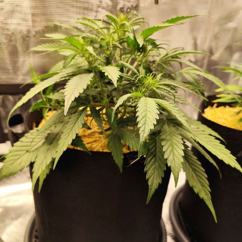 F R A #1 growlog timeline photo