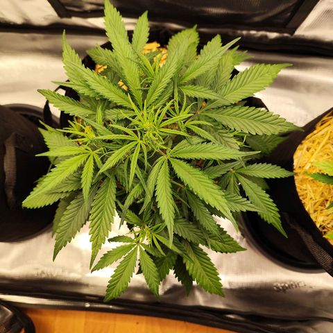 F R A #1 growlog timeline photo