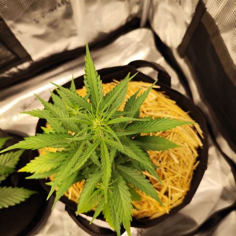 F R A #2 growlog timeline photo