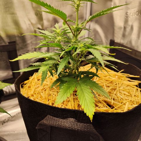 F R A #2 growlog timeline photo