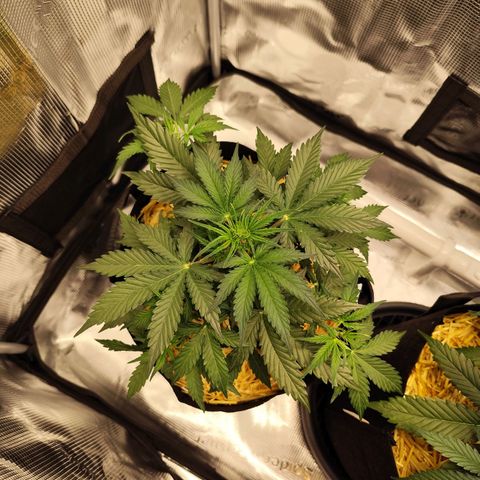 W Z A growlog timeline photo