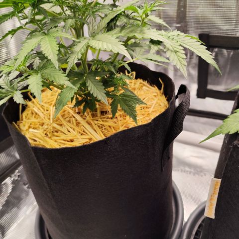 W Z A growlog timeline photo