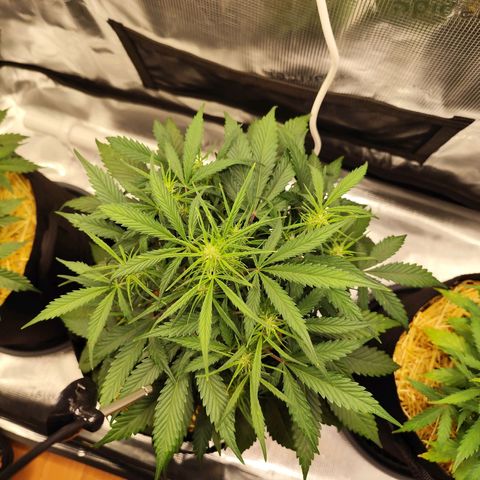 F R A #1 growlog timeline photo