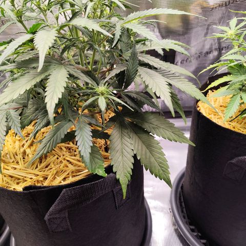 F R A #1 growlog timeline photo