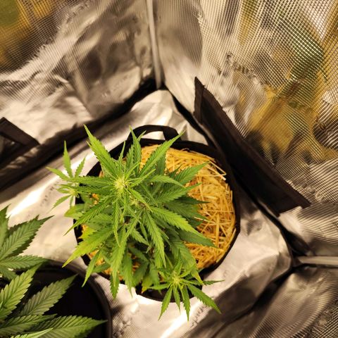 F R A #2 growlog timeline photo