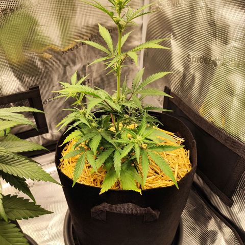 F R A #2 growlog timeline photo