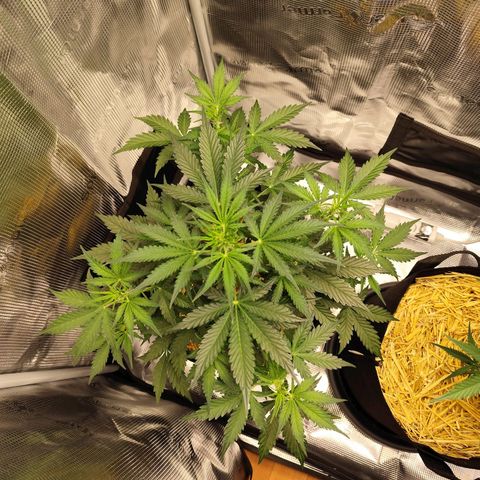 W Z A growlog timeline photo