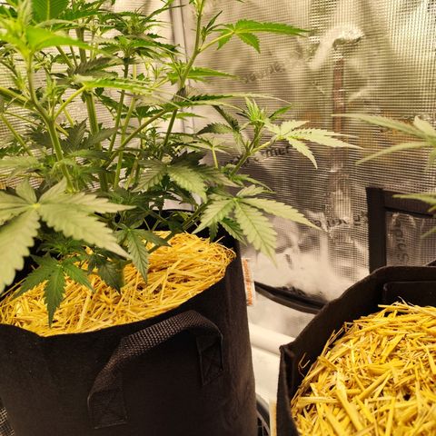 W Z A growlog timeline photo