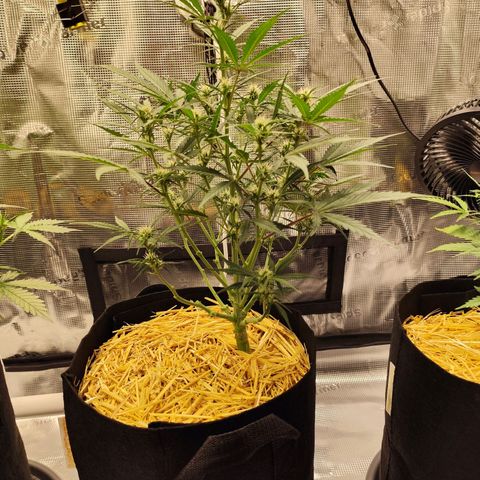F R A #1 growlog timeline photo