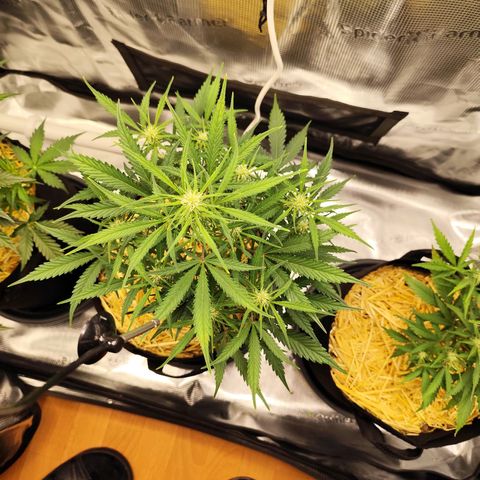 F R A #1 growlog timeline photo