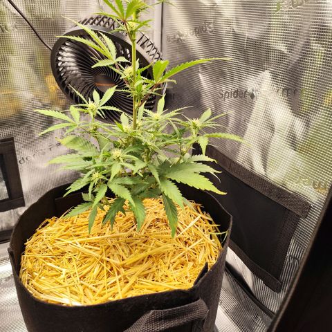 F R A #2 growlog timeline photo