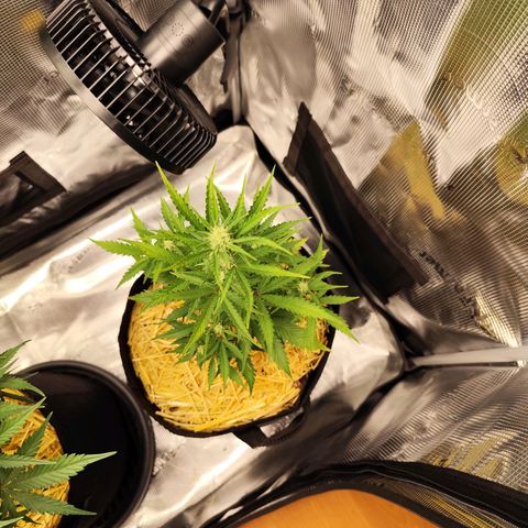 F R A #2 growlog timeline photo