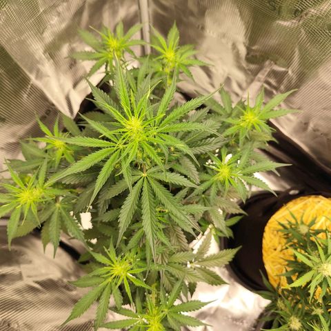 W Z A growlog timeline photo