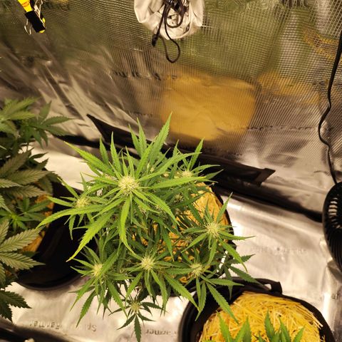 F R A #1 growlog timeline photo