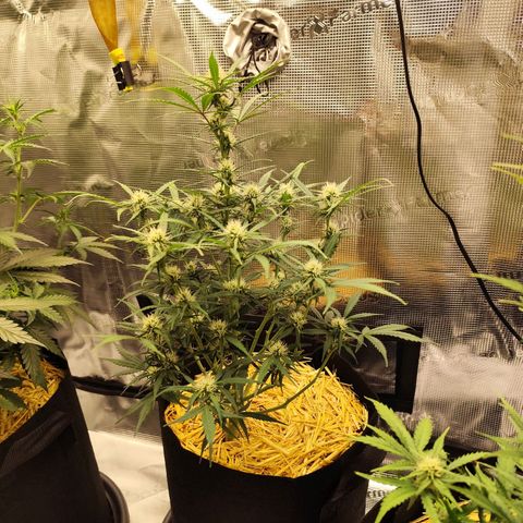 F R A #1 growlog timeline photo