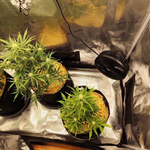 F R A #2 growlog timeline photo