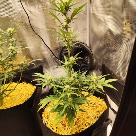 F R A #2 growlog timeline photo