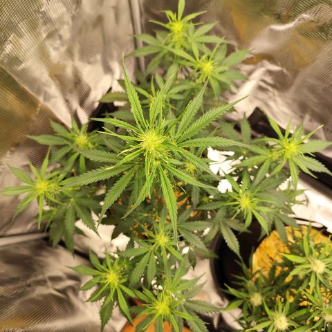 W Z A growlog timeline photo