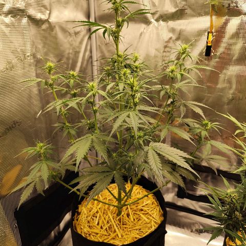 W Z A growlog timeline photo